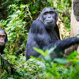 Chimpanse familie i Kibale Forest Nationalparken Uganda