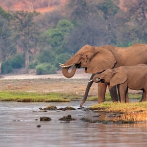 Elefanter drikker ved vandkanten af Chobe Floden