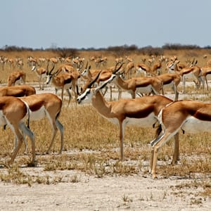 Springbuk i Nxai Pan Botswana