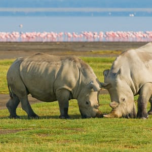 Hvide Næsehorn Lake Nakuru Nationalparken Kenya