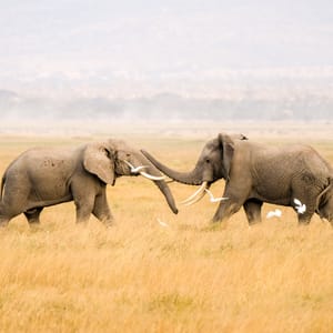 TwoAfricanElephantsPlayingTogetherInTheMiddleOfAmboseli