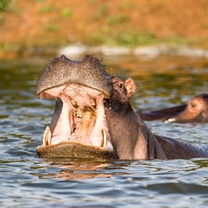 Flodhest i Lake Mburo Nationalpark Uganda