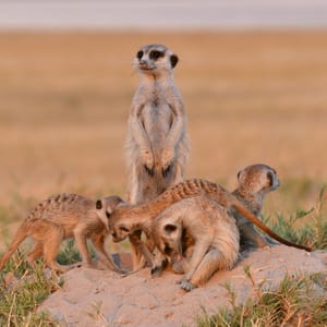 MakgadikgadisMeerkat07
