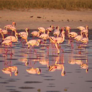 FlamingosInTheMakgadikgadiPansBotswana