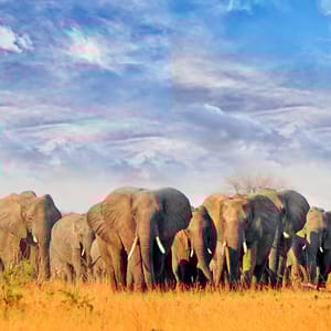 HerdOfElephantsWalkingAcrossTheDryAridAfricanPlains