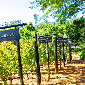 Vingård i Stellenbosch område i Sydafrika