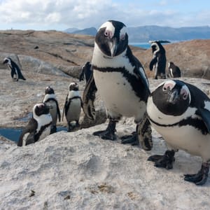 Afrikansk Pingvin ved Boulders Beach i Cape Town
