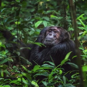 Gammel Chimpanse i Kibale Forest National