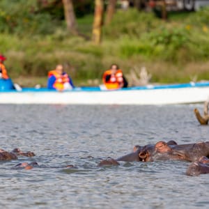 HippopotamusInLakeNaivashaAgainstBoatWithTouristsTourismIn