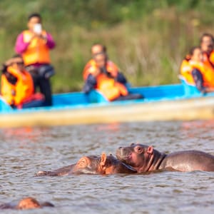 Flodhest med baby på sejlturen i Lake Naivasha i Kenya