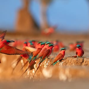 Karminbiæder i Zambia