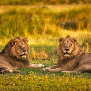 Løve i Moremi Game Reserve Botswana