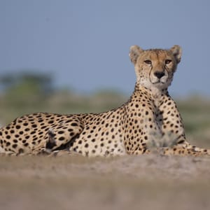 Gepard der ligger ned i Moremi Game Reserve Botswana