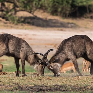 To Vandbuk tyr slåsser i Chobe Nationalparken
