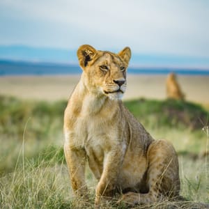 LionAndLionessInMasaiMaraKenya