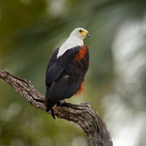 Afrikanske Flodørn Lake Naivasha i Kenya