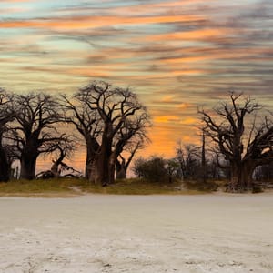 Baines Baobab ved Nxai Pan i Botswana