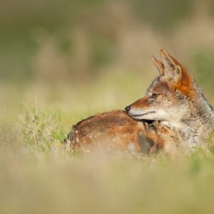 Sjakal ligger i lang græs i Kariega Private Game Reserve