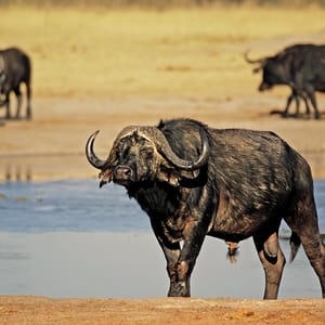Bøffel i Hwange Nationalparken i Zimbabwe