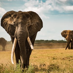 Elefant tusker i Masai Mara