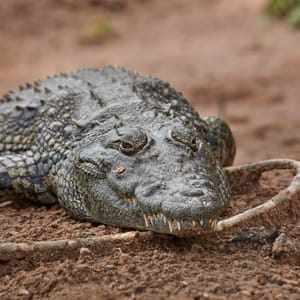 Nil Krokodille Chobe Nationalparken
