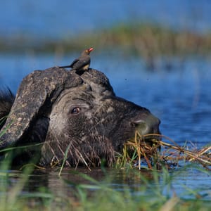 Bøffel i Chobe Floden med oksehakker på hoved