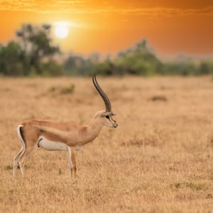 ImpalaaepycerosMelampusMaasaiMaraKenya
