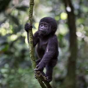 Baby Bjerg Gorilla leger i skoven i Uganda