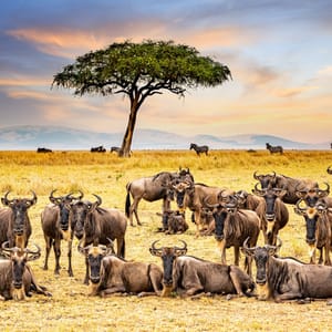 GreatMigrationHerdOfWildebeestsRestingAtMaasaiMaraNational
