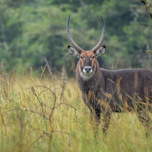 Defassa Vandbuck Lake Mburo Nationalparken Uganda