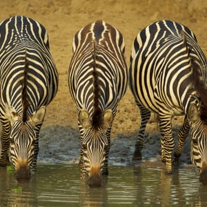 Zebra ved vandkanten i Queen Elizabeth Nationalparken Uganda