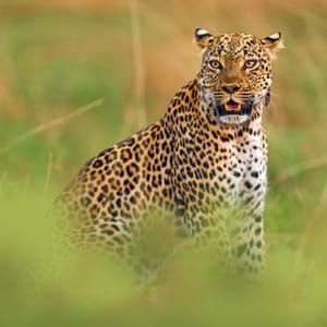 Leopard i Queen Elizabeth Nationalparken i Uganda