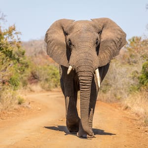 Elefant gående på vejen i Hluhluwe iMfolozi Game Reserve