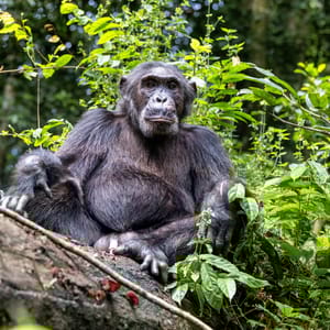 Voksen Chimpanse i Kibale Forest Nationalparken Uganda