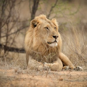 Han Løve I Greater Kruger