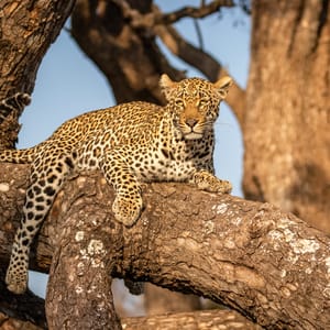 Leopard i treet i Hluhluwe iMfolozi Game Reserve