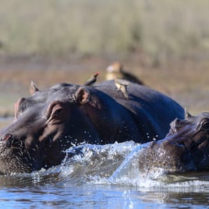 Flodhest i Chobe floden Chobe Nationalparken Botswana