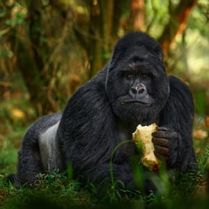 Stor han Gorilla der spiser i Bwindi Impenetrable Forest i Uganda