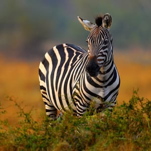 AfricaSunsetPlainsZebraEquusQuaggaInTheGrassyNature