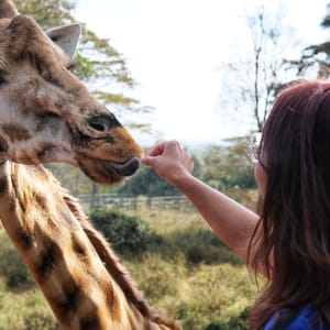 Giraf ved Giraffe Centre Nairobi Kenya