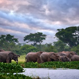 Elefanter i vanden i Lake Mburo Nationalparken Uganda