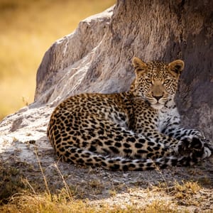Leopard i Moremi Game Reserve Botswana