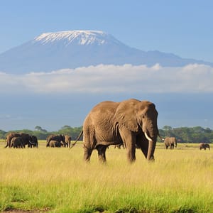 ElephantStandingAtAmboseliNationalParkWithKilimanjaroBackground