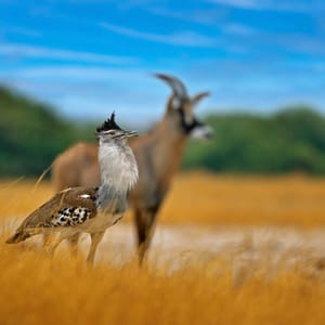 Kori Bustard i Chobe Nationalparken