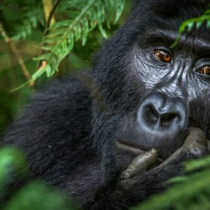 Portræt af Gorilla i Bwindi Impenetrable Forest Nationalparken i Uganda