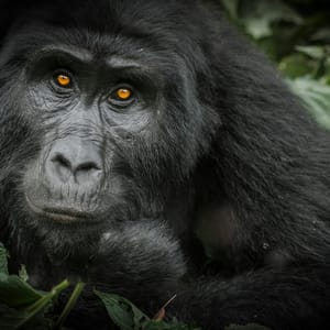 Portræt af Bjerg Gorilla i Bwindi Impenetrable Forest Nationalparken i Uganda