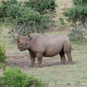 Sort Næsehorn i Kariega Private Game Reserve