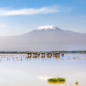 Mount Kilimanjaro med elefanter
