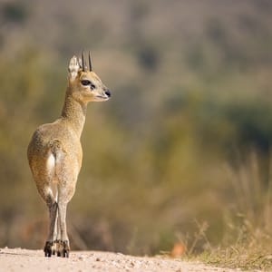 Klipspringer i Greater Kruger Nationalparken