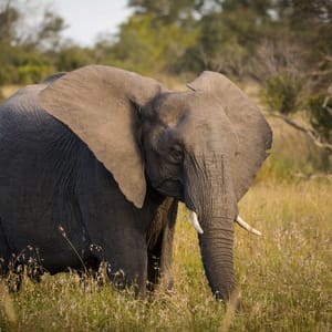 Elefant tæt på i Greater Kruger Nationalparken